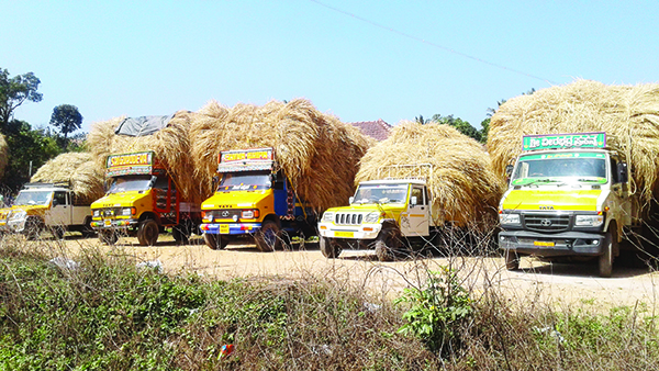 ಬಣಕಲ್: ಹಗಲಿನಲ್ಲಿ ಹುಲ್ಲುಸಾಗಾಟಕ್ಕೆ ನಿಷೇಧ